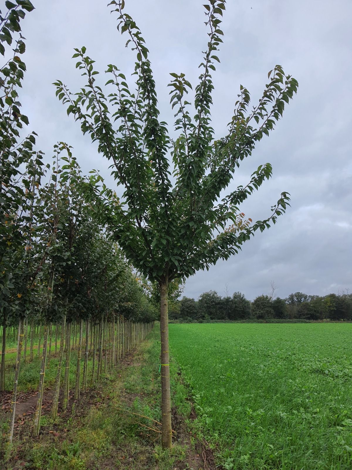 Jonge Japanse sierkers 'Kanzan' |Hoogstam