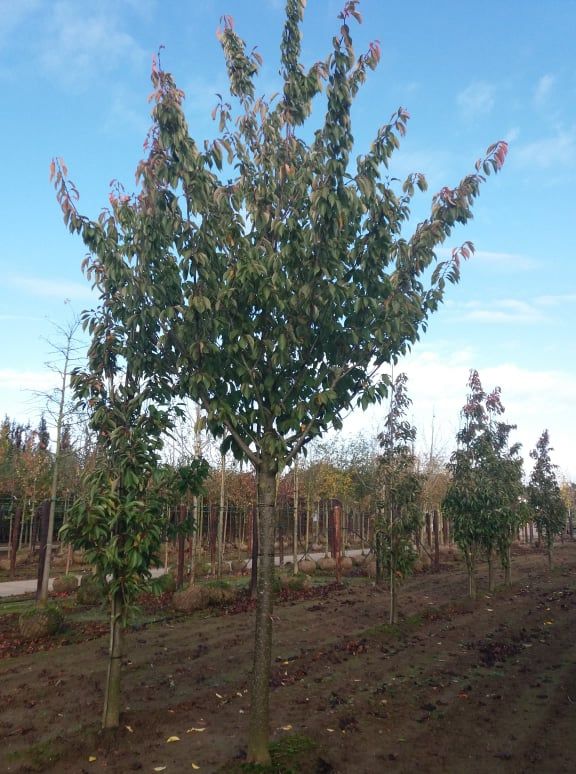 Jonge Japanse sierkers 'Kanzan' |Hoogstam