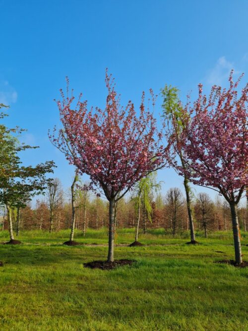 Japanse sierkers 'Kanzan' | Op stam