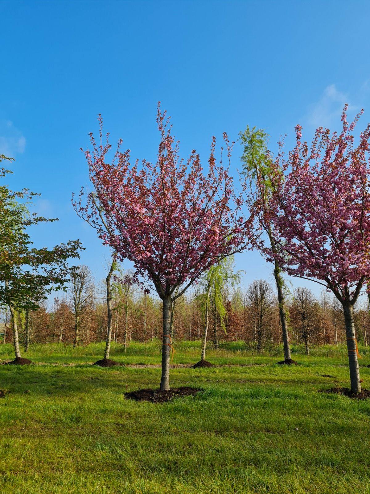 Jonge Japanse sierkers 'Kanzan' |Hoogstam