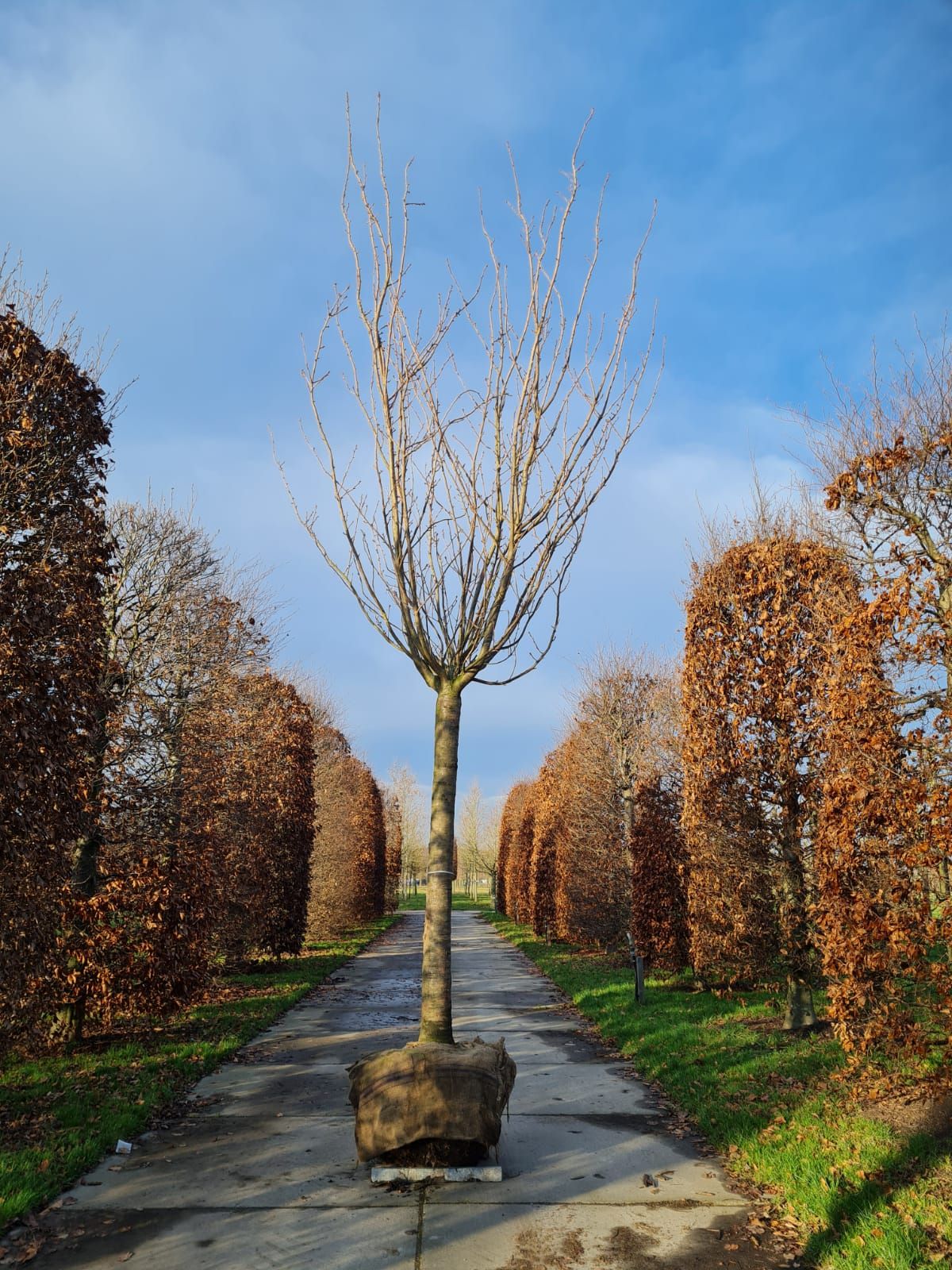 Jonge Japanse sierkers 'Kanzan' |Hoogstam