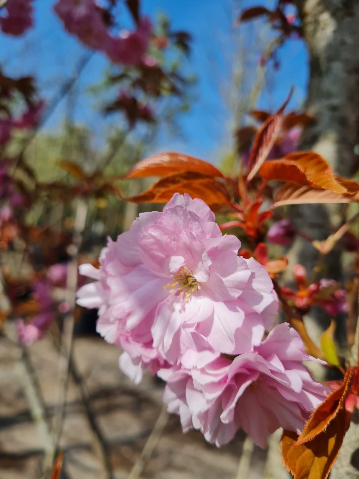 Jonge Japanse sierkers 'Kanzan' |Hoogstam