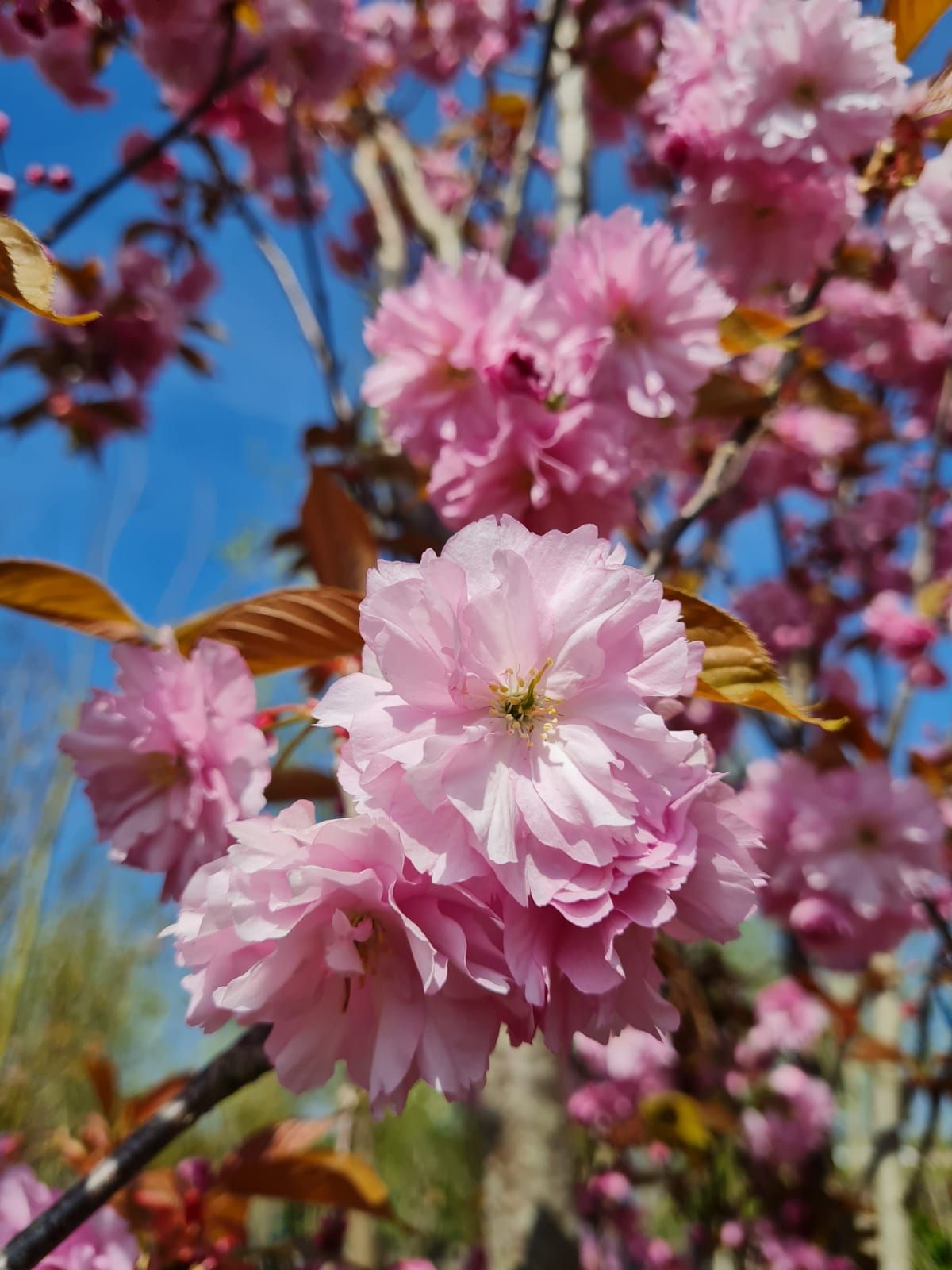 japanse-sierkers-kanzan-meerstammig Jonge Sierkers 'Kanzan' | Meerstammig