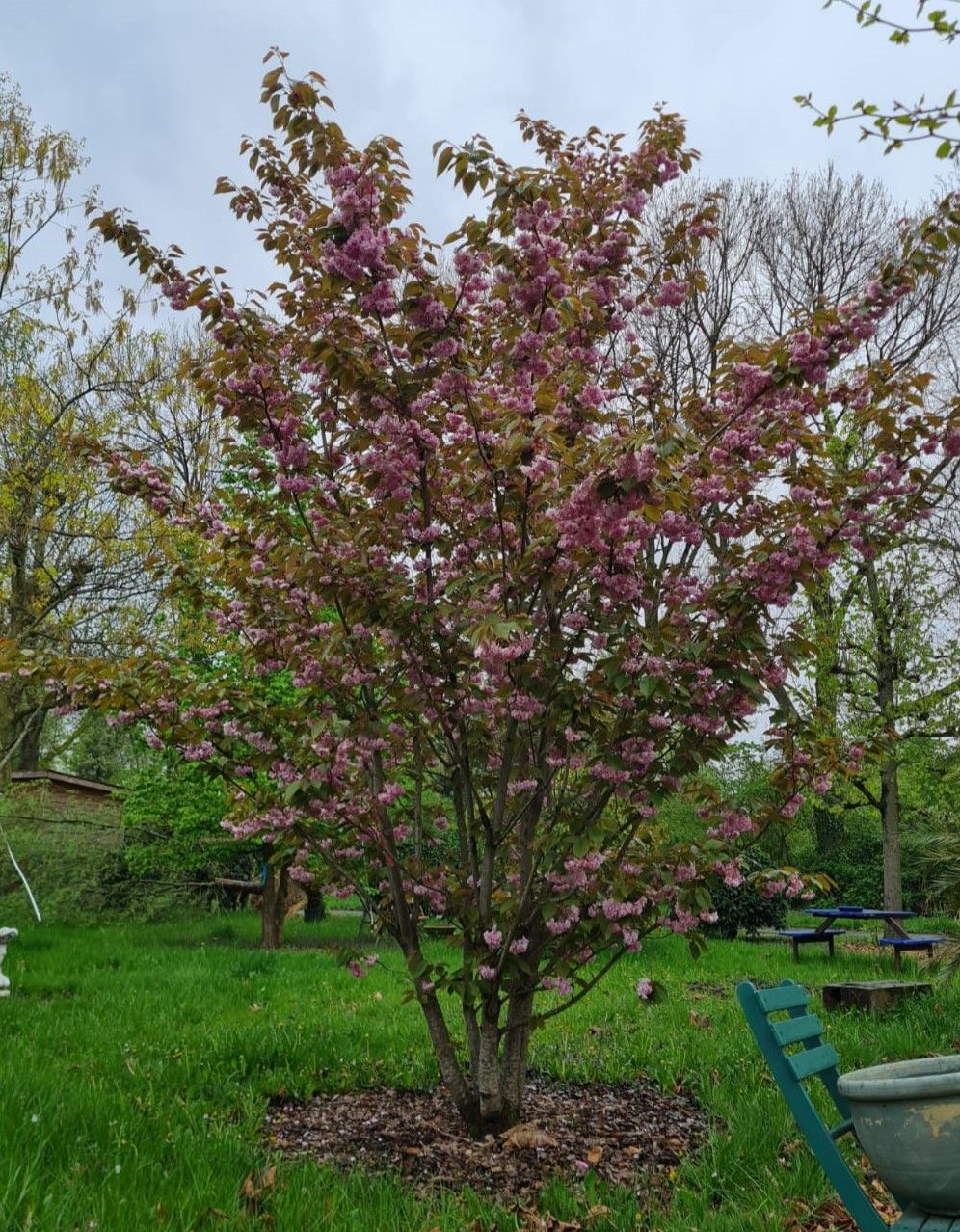 japanse-sierkers-kanzan-meerstammig Jonge Sierkers 'Kanzan' | Meerstammig