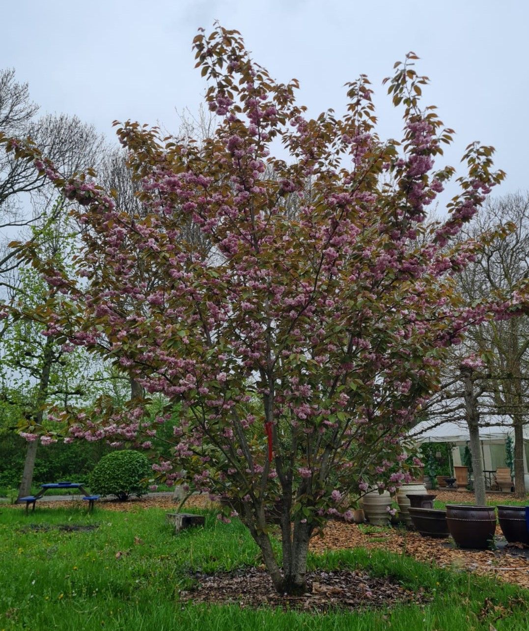 japanse-sierkers-kanzan-meerstammig Jonge Sierkers 'Kanzan' | Meerstammig