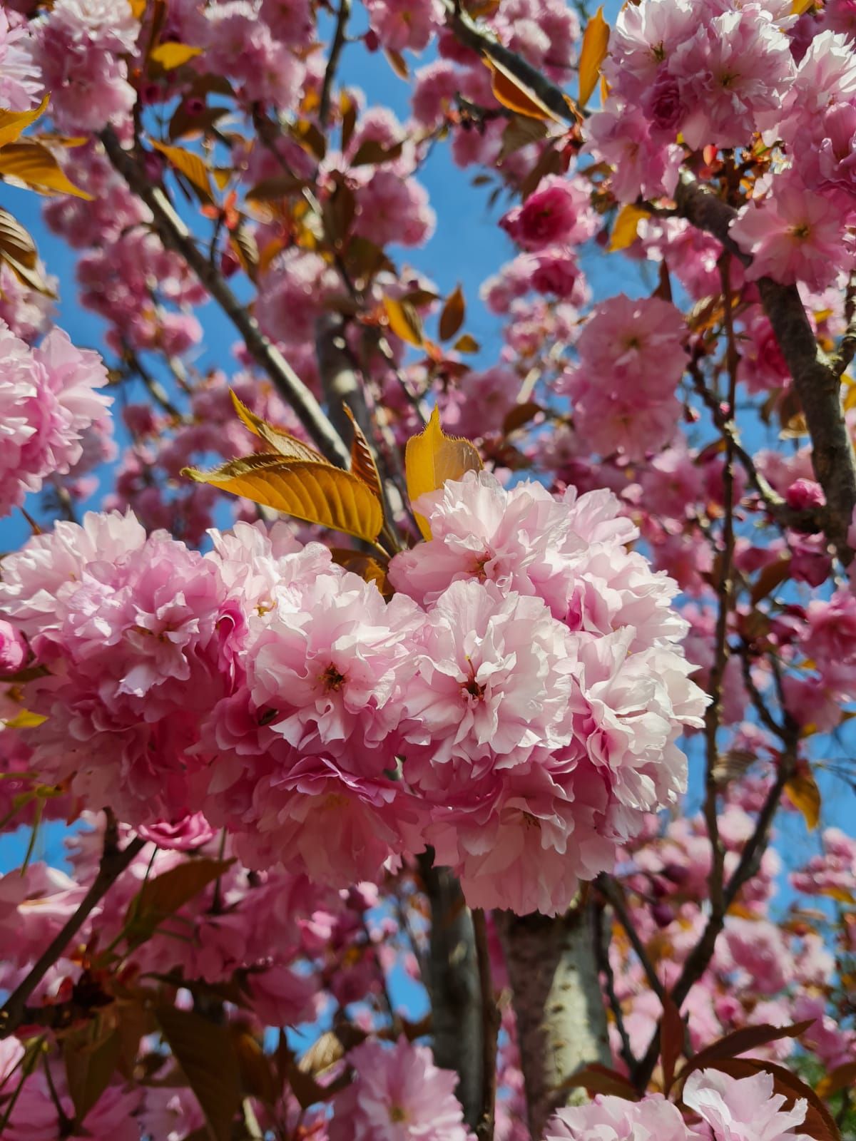 japanse-sierkers-kanzan-meerstammig Jonge Sierkers 'Kanzan' | Meerstammig
