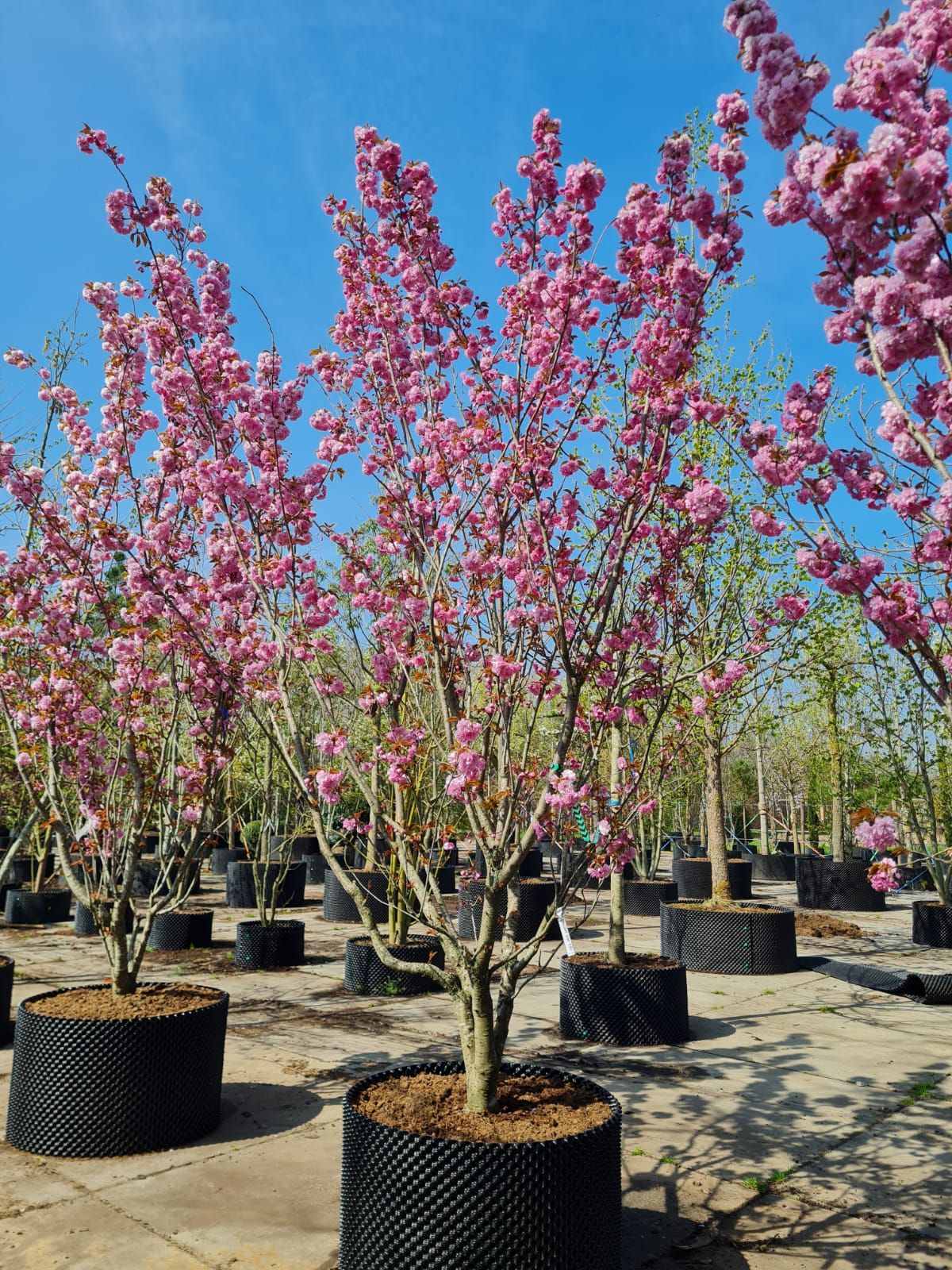 japanse-sierkers-kanzan-meerstammig Jonge Sierkers 'Kanzan' | Meerstammig