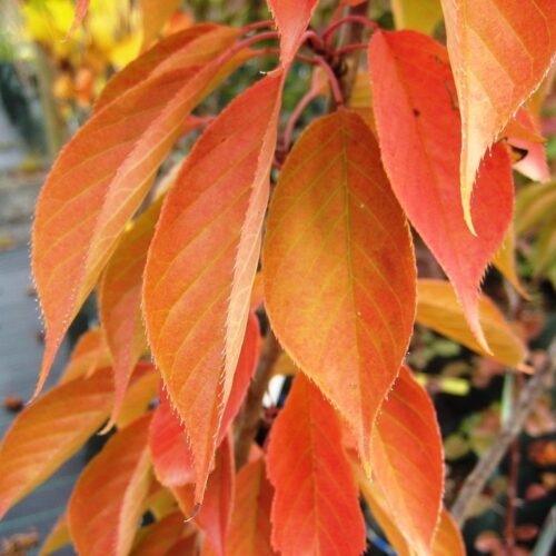 Jonge Sierkers 'Kanzan' | Meerstammig