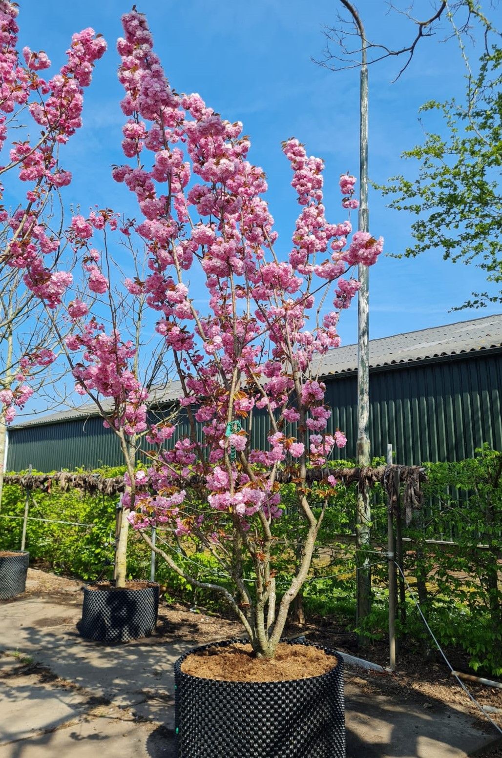 japanse-sierkers-kanzan-meerstammig Jonge Sierkers 'Kanzan' | Meerstammig
