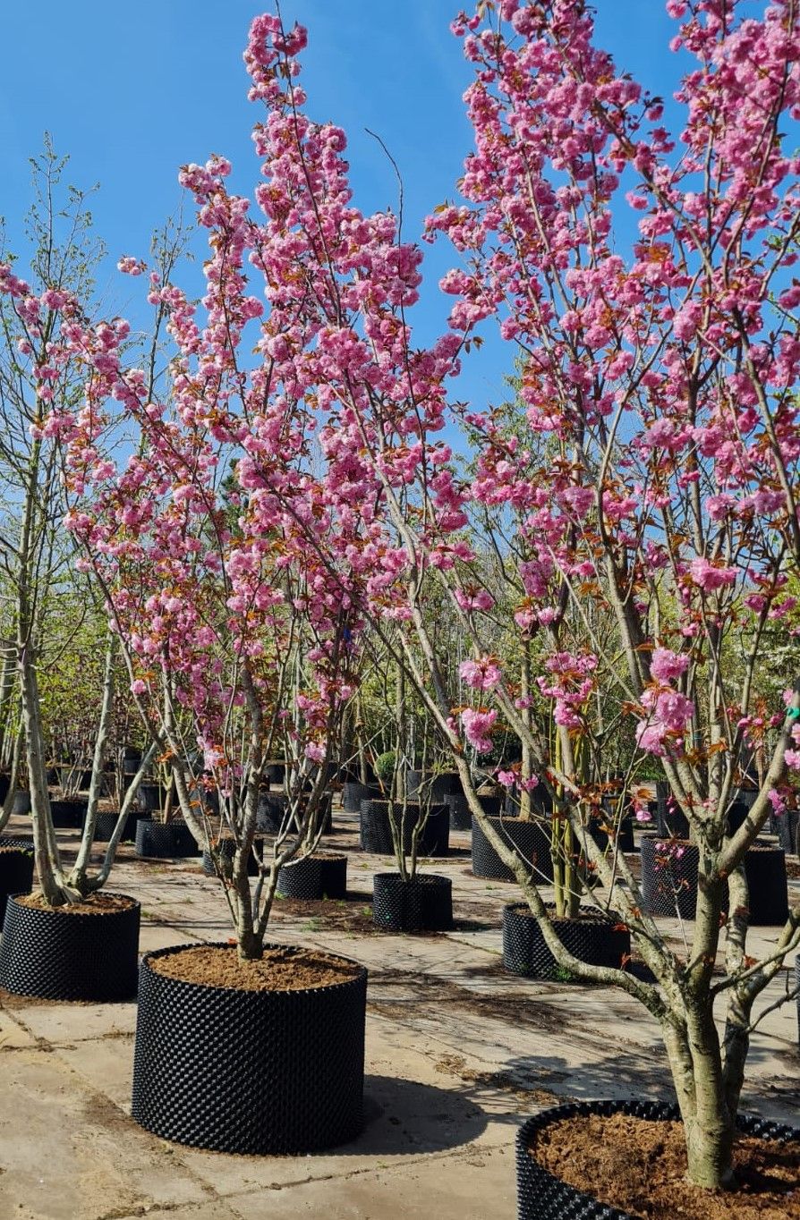 japanse-sierkers-kanzan-meerstammig Jonge Sierkers 'Kanzan' | Meerstammig