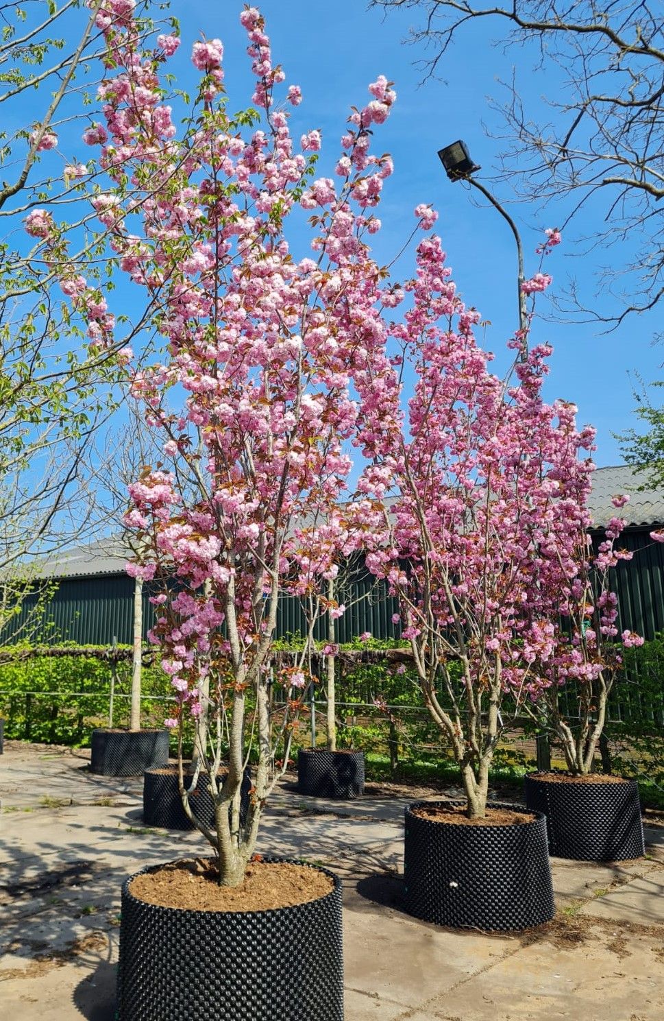 japanse-sierkers-kanzan-meerstammig Jonge Sierkers 'Kanzan' | Meerstammig