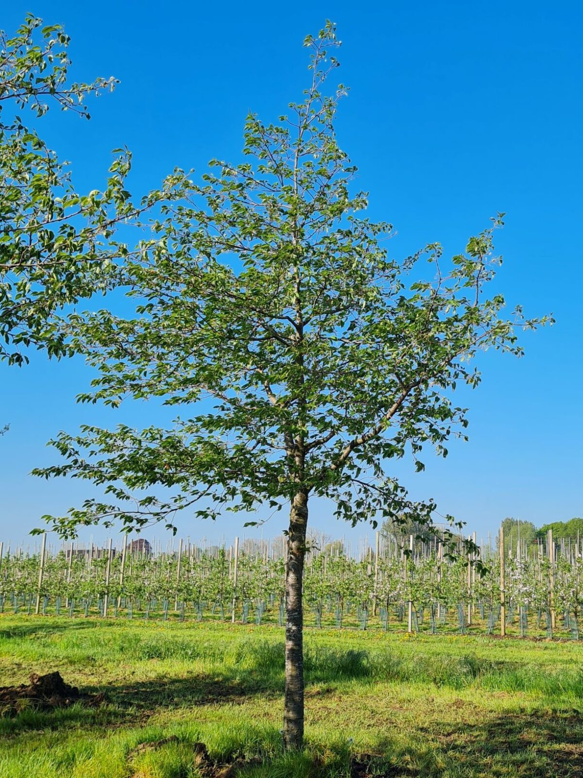 Volwassen Japanse Sierkers 'Shirotae' | Hoogstam