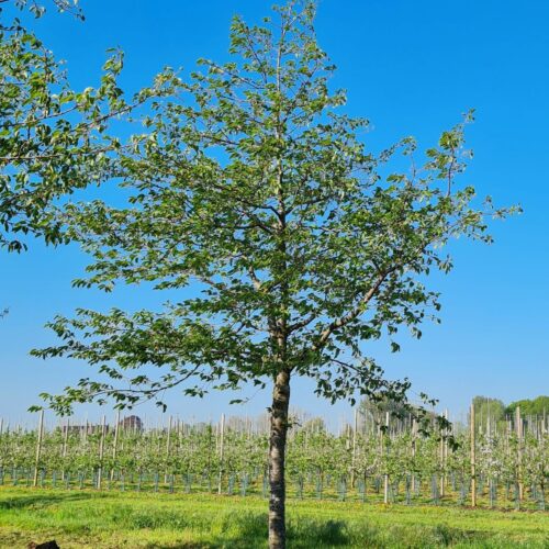 Volwassen Japanse Sierkers 'Shirotae' | Hoogstam