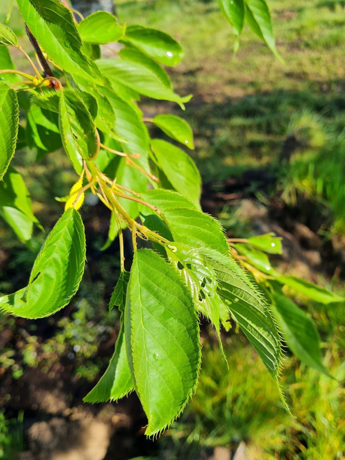 Volwassen Japanse Sierkers 'Shirotae' | Hoogstam