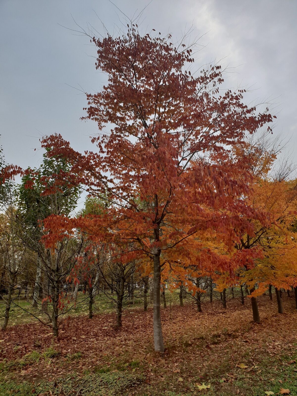 Volwassen Japanse Schijniep | Hoogstam