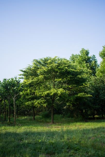 Volwassen Japanse Schijniep | Hoogstam