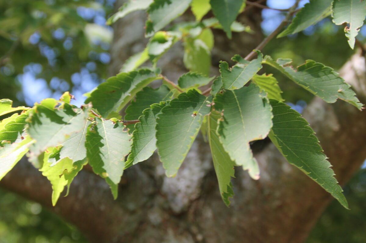 Volwassen Japanse Schijniep | Hoogstam