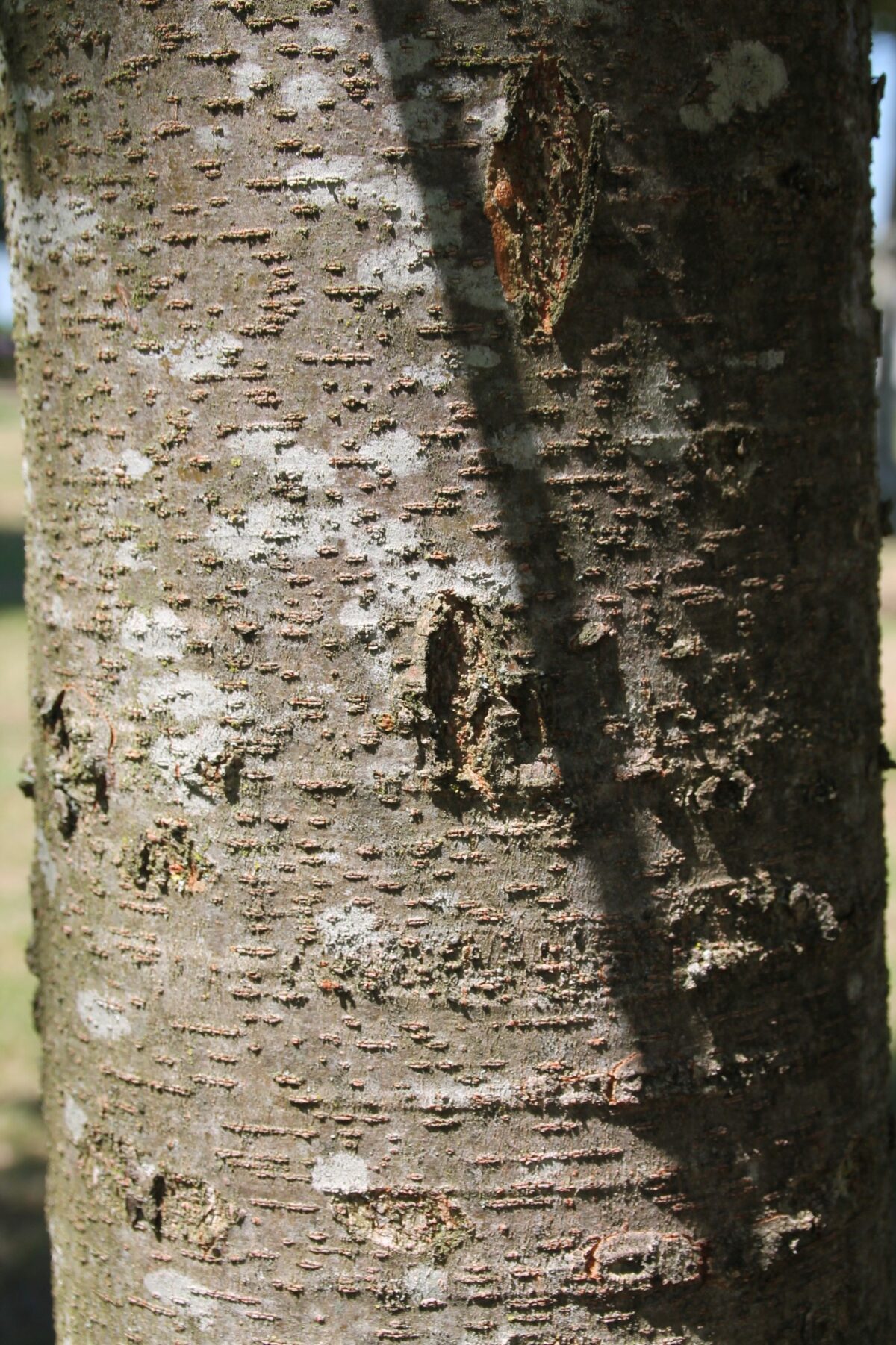 Volwassen Japanse Schijniep | Hoogstam