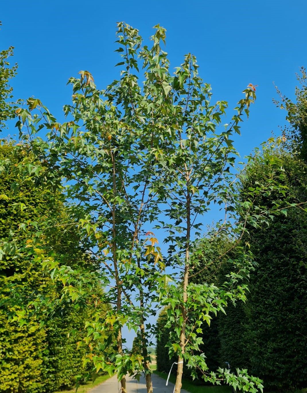 jonge-drietandesdoorn-meerstammig Jonge Drietandesdoorn | Meerstammig
