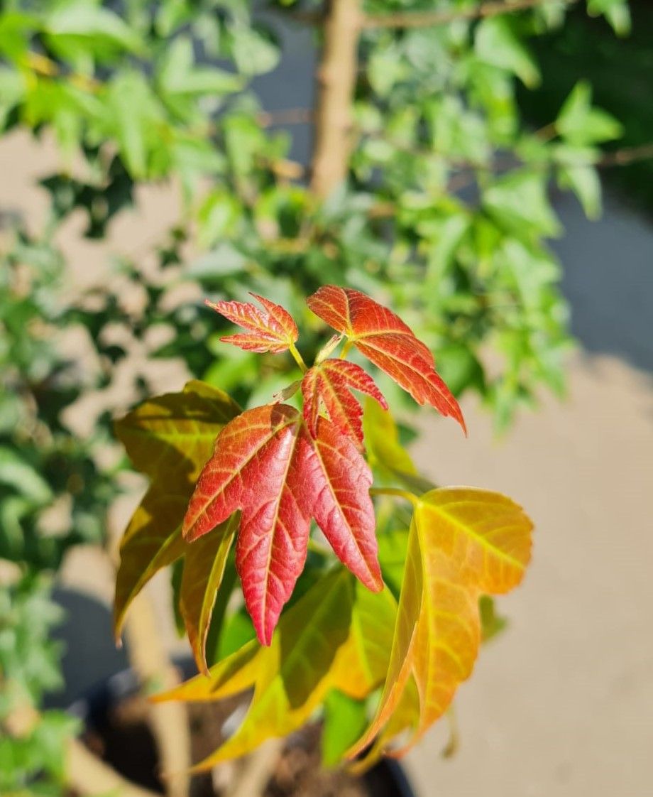 jonge-drietandesdoorn-meerstammig Jonge Drietandesdoorn | Meerstammig