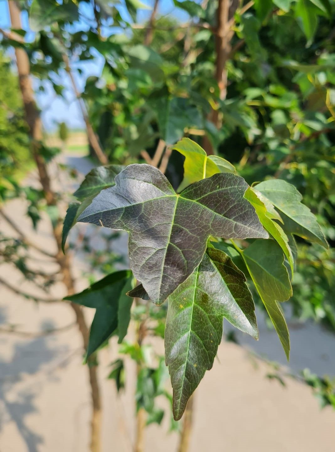 jonge-drietandesdoorn-meerstammig Jonge Drietandesdoorn | Meerstammig