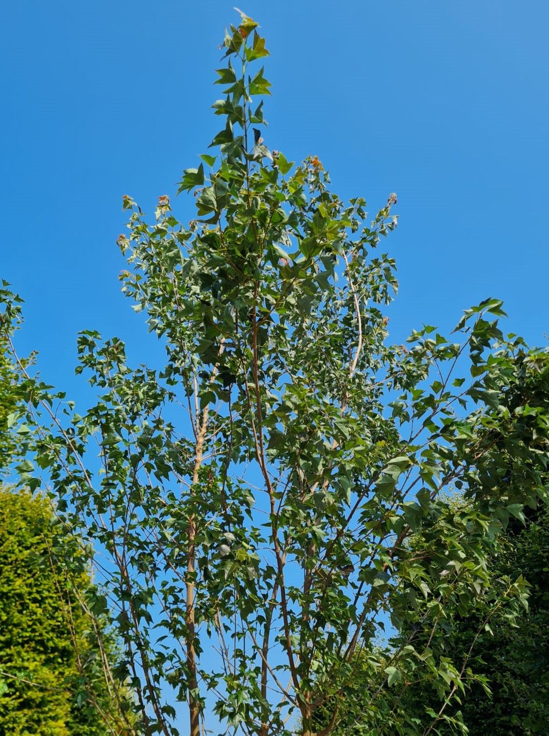 jonge-drietandesdoorn-meerstammig Jonge Drietandesdoorn | Meerstammig
