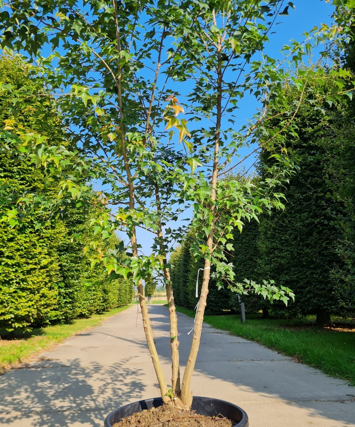 jonge-drietandesdoorn-meerstammig Jonge Drietandesdoorn | Meerstammig
