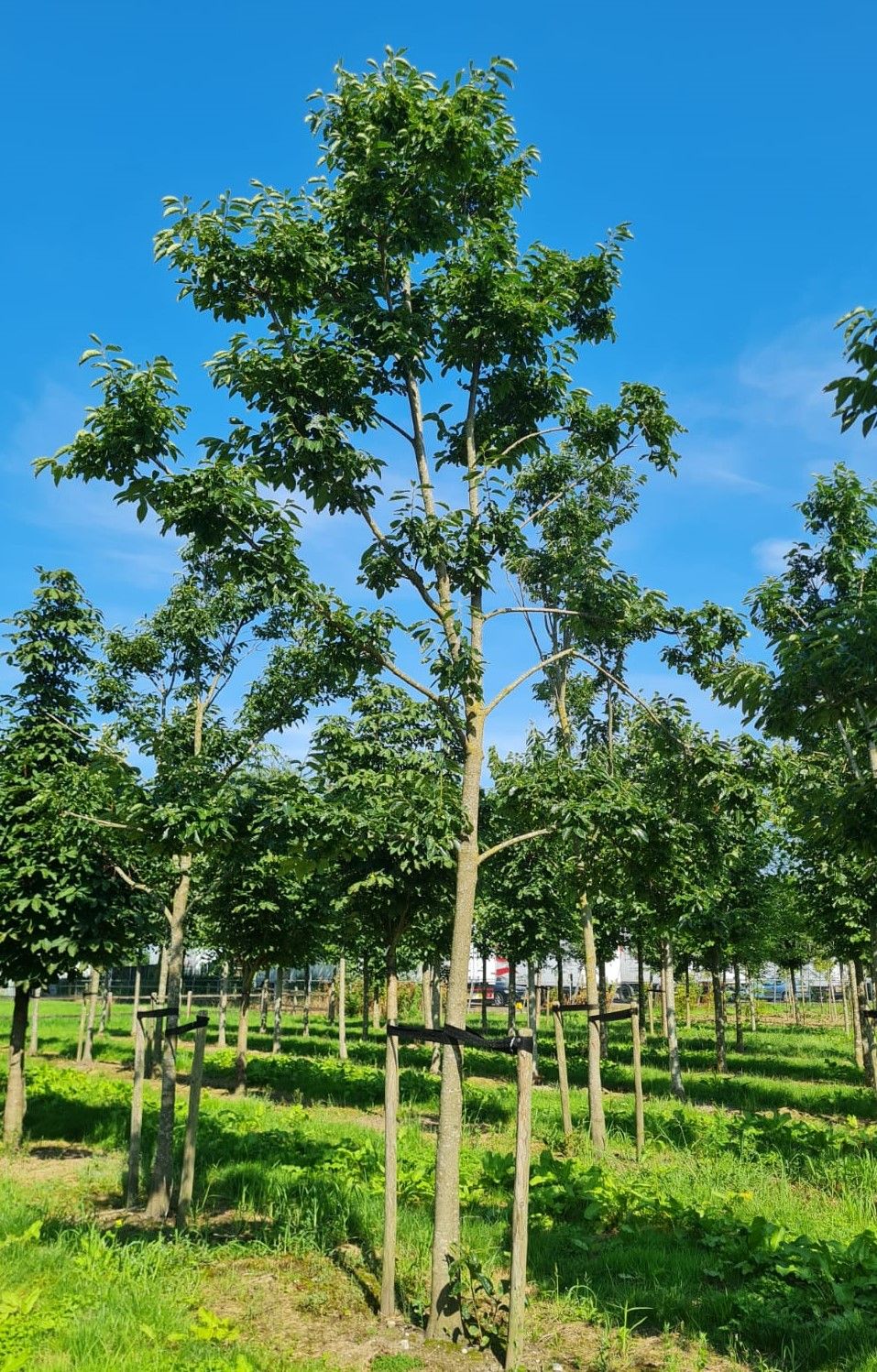 Jonge Lotusboom | Hoogstam