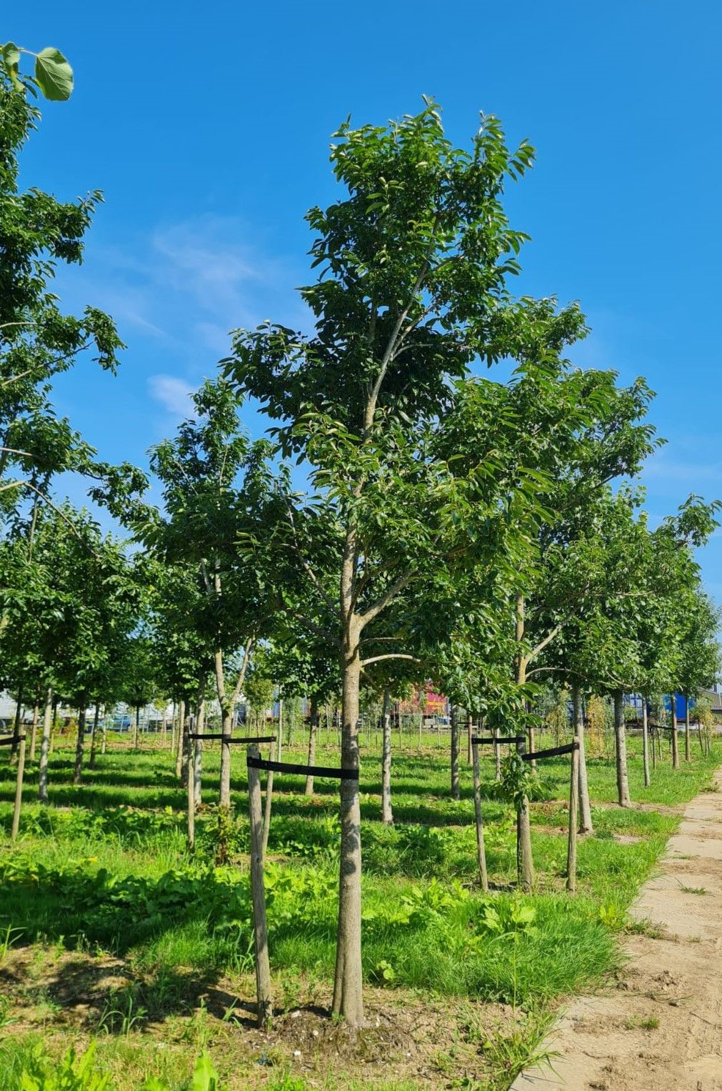 Jonge Lotusboom | Hoogstam