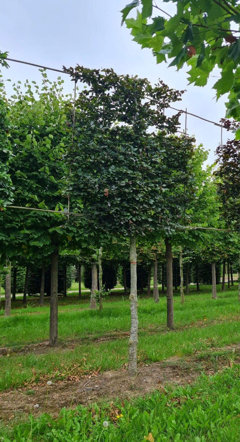 Jonge Rode beuk | Leivorm