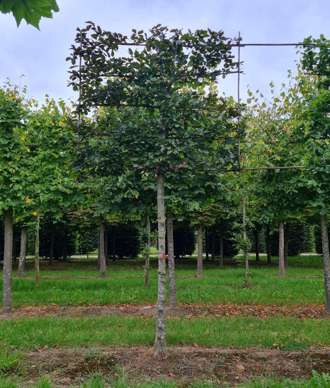 Jonge Rode beuk | Leivorm