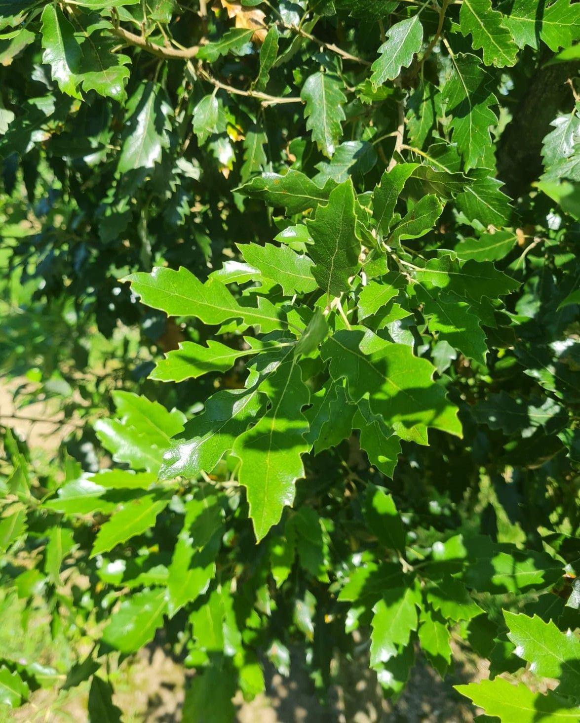 Jonge Spaanse eik 'Fulhamensis' | Halfstam