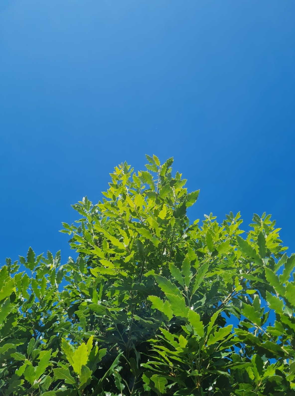 Jonge Spaanse eik 'Fulhamensis' | Halfstam