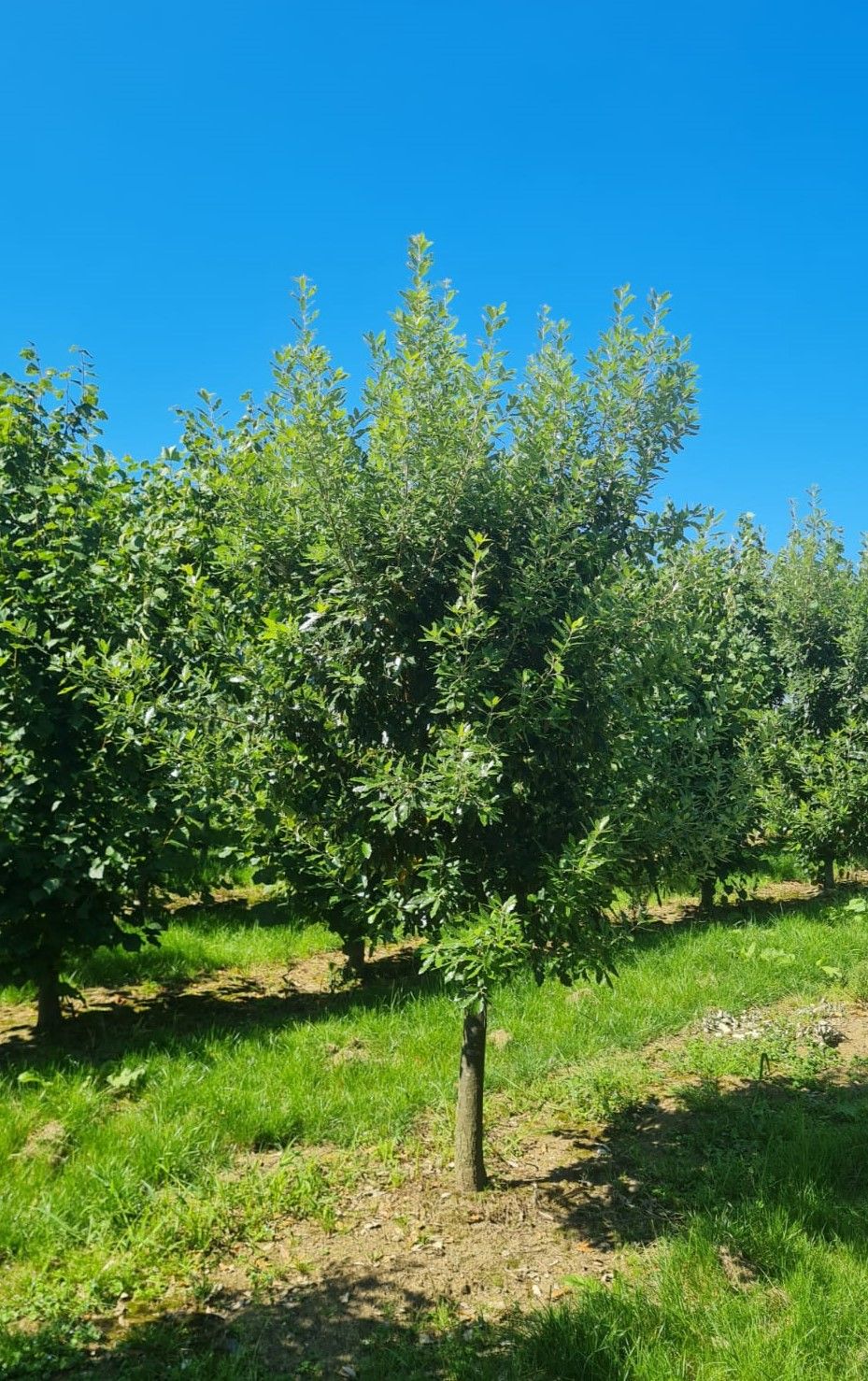 Jonge Spaanse eik 'Fulhamensis' | Halfstam