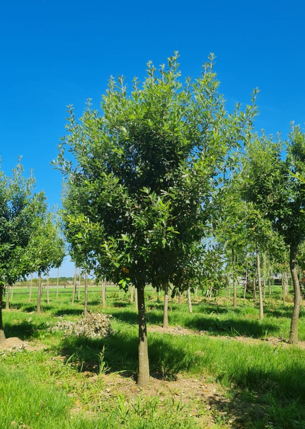 Jonge Spaanse eik 'Fulhamensis' | Halfstam