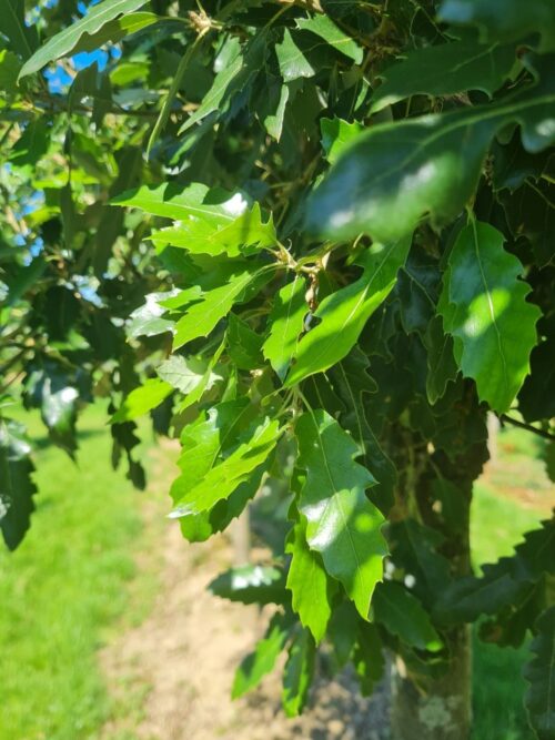 Spaanse eik 'Fulhamensis' | Halfstam