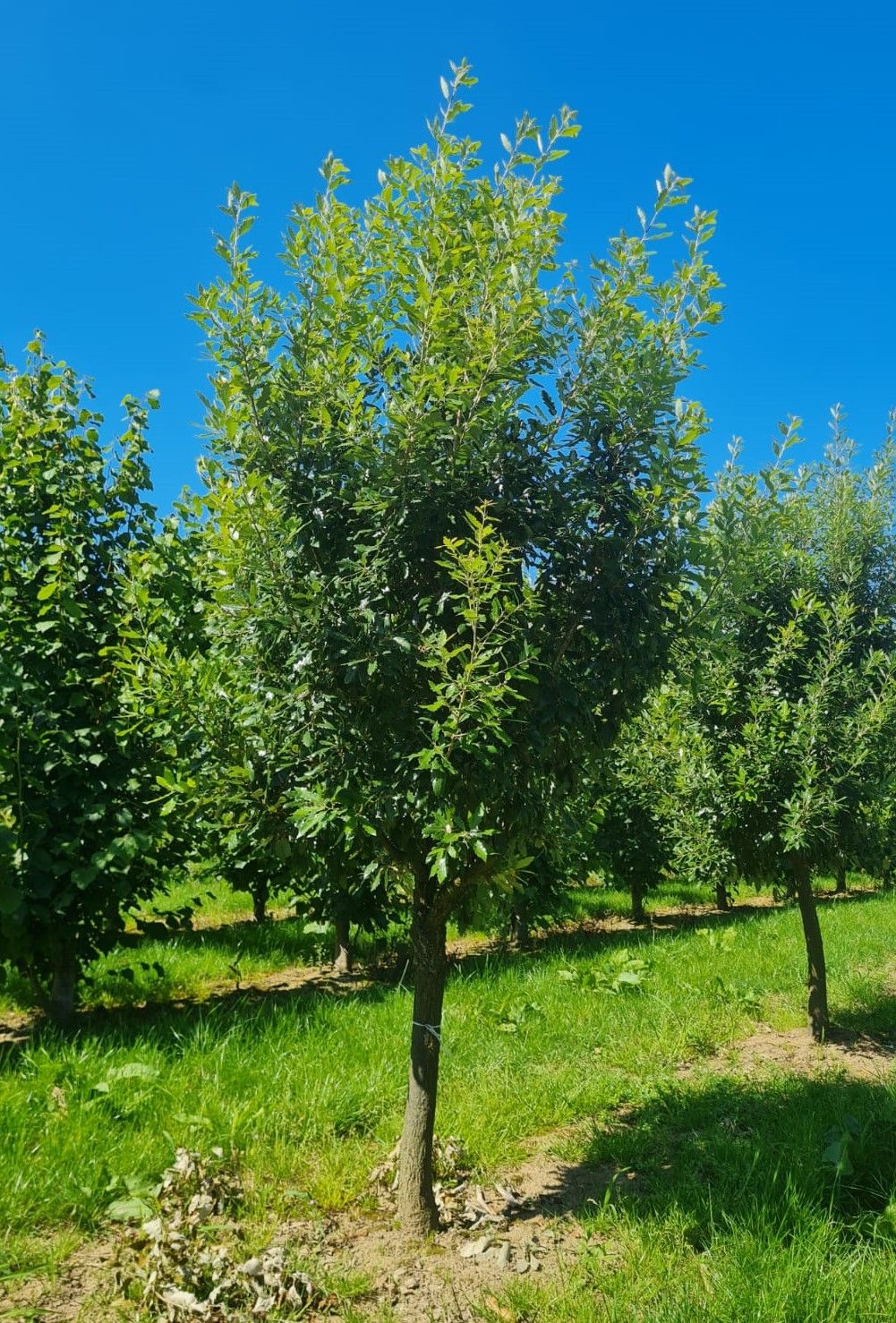 Jonge Spaanse eik 'Fulhamensis' | Halfstam