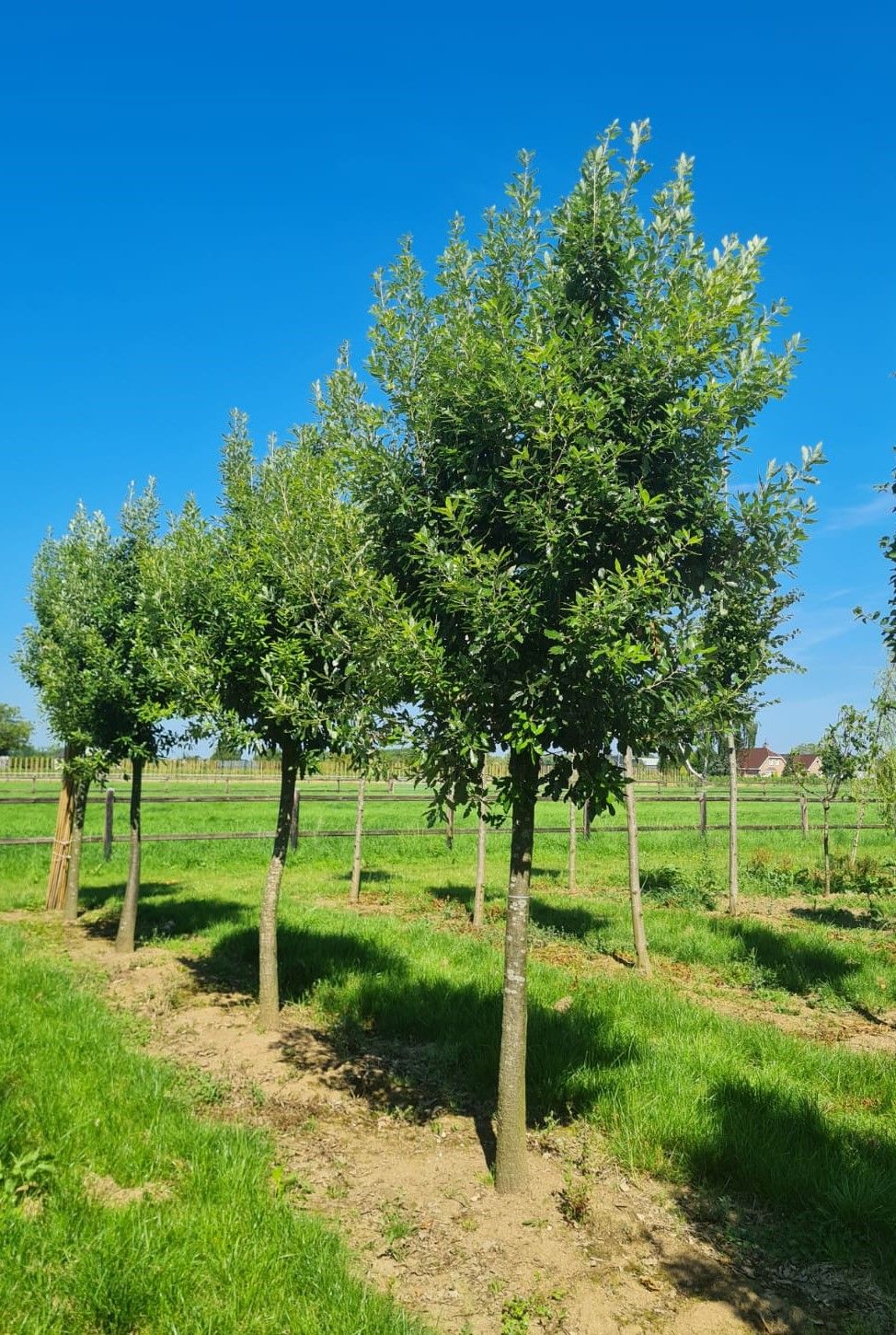 Jonge Spaanse eik 'Fulhamensis' | Hoogstam