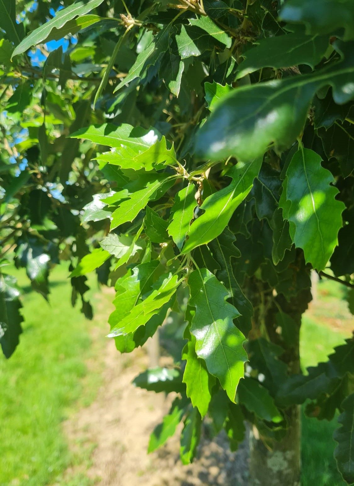 Jonge Spaanse eik 'Fulhamensis' | Hoogstam