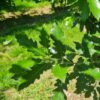 Jonge Spaanse eik 'Fulhamensis' | Hoogstam
