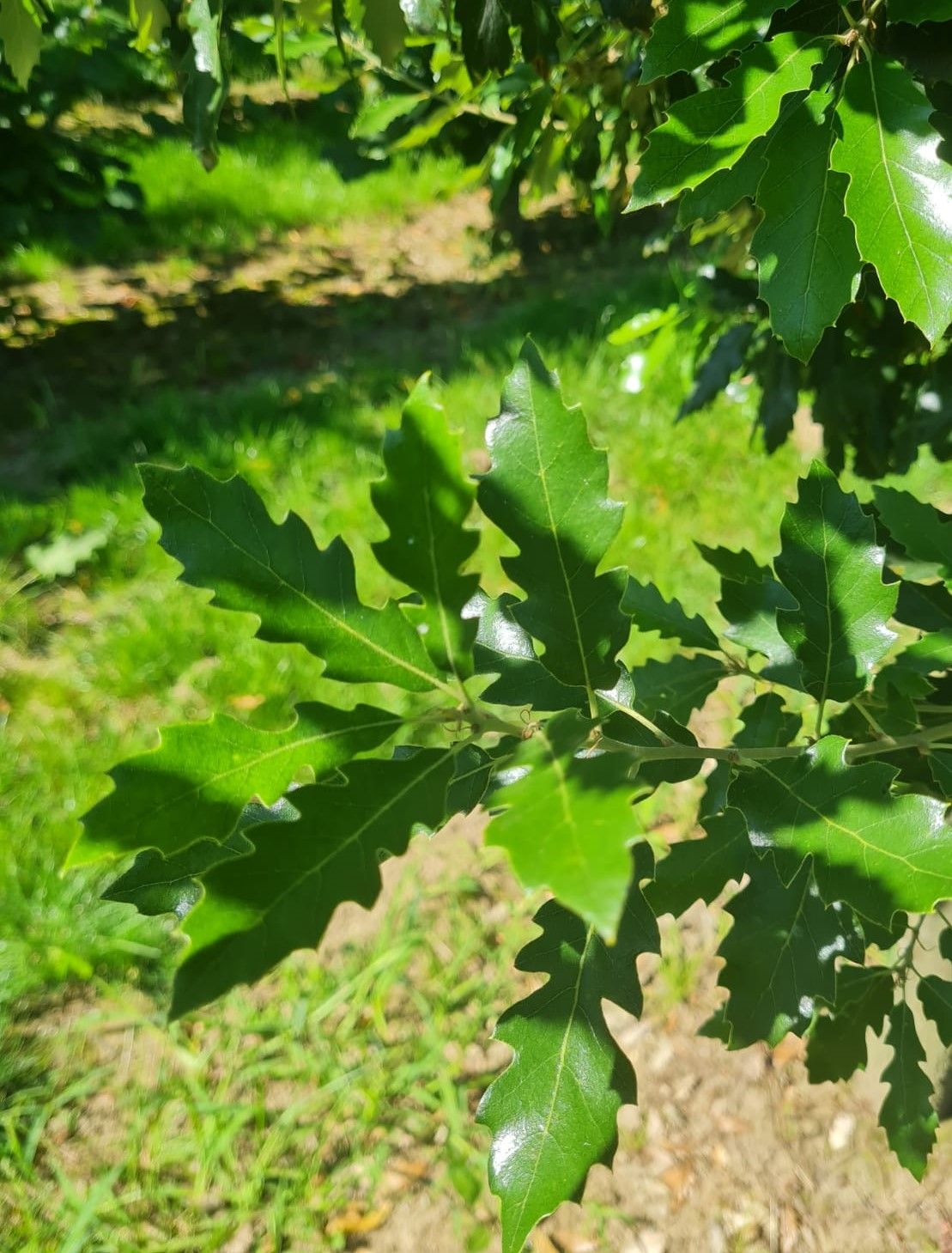 Jonge Spaanse eik 'Fulhamensis' | Hoogstam