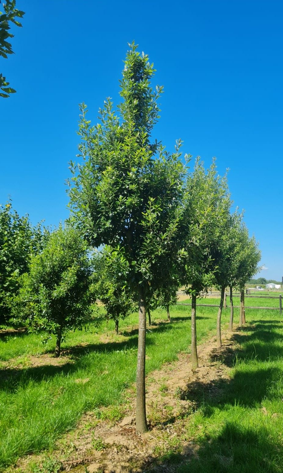 Jonge Spaanse eik 'Fulhamensis' | Hoogstam