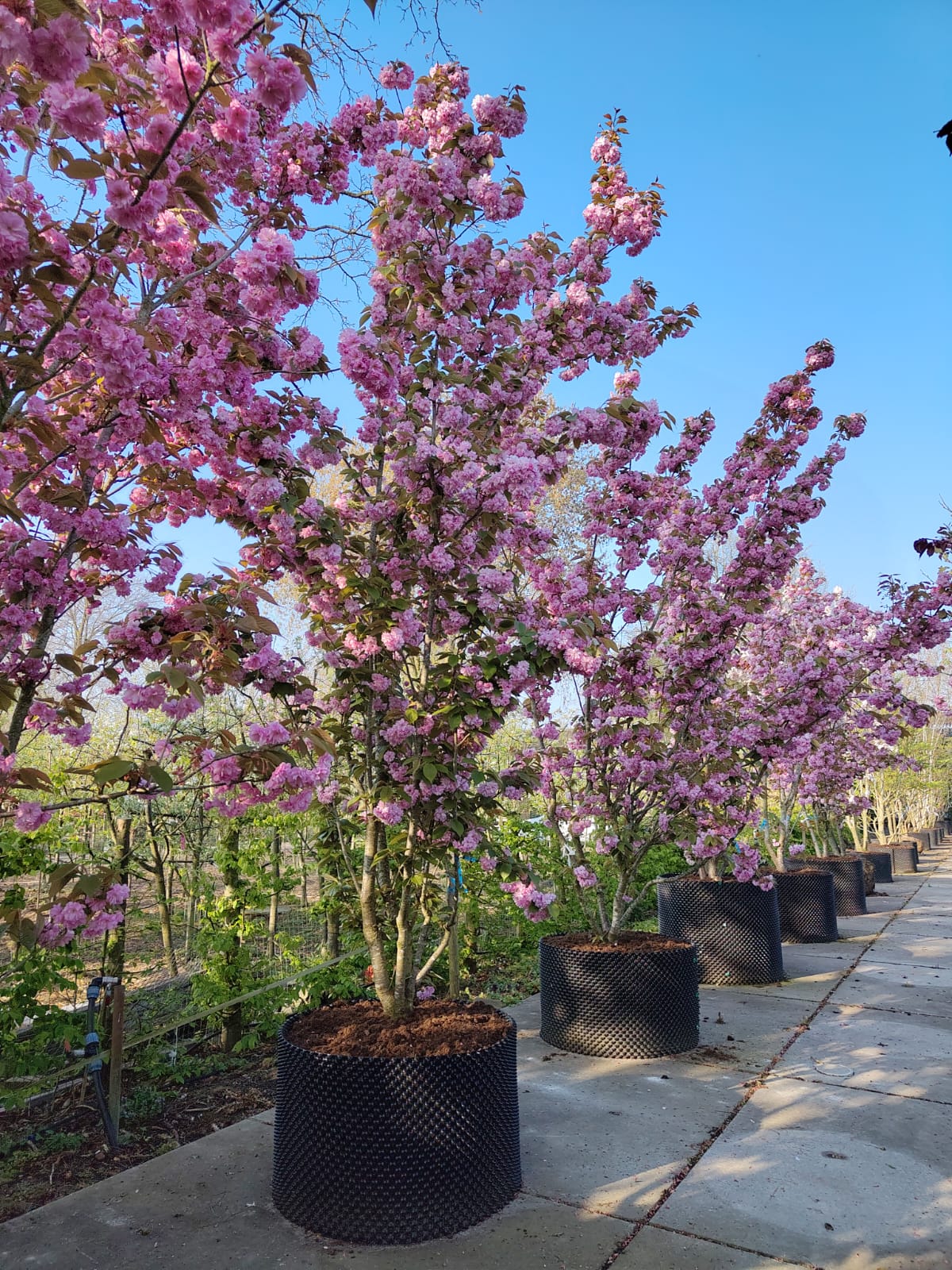 Japanse sierkers 'Kanzan' | Meerstammig