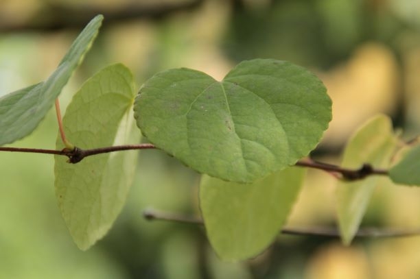 Volwassen Katsuraboom | Hoogstam