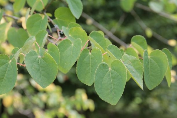 Volwassen Katsuraboom | Hoogstam