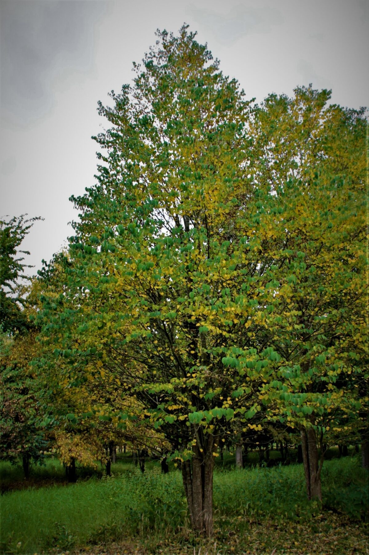 Jonge Katsuraboom | Meerstammig