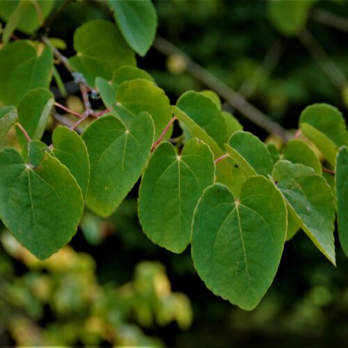 katsuraboom-meerstammig Katsuraboom