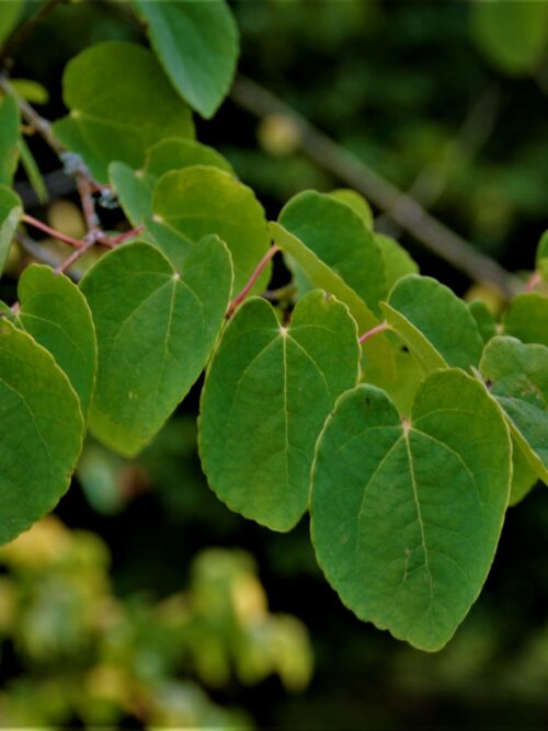 katsuraboom-meerstammig Katsuraboom