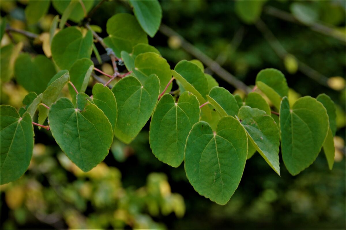 katsuraboom-meerstammig Volwassen Katsuraboom | Meerstammig