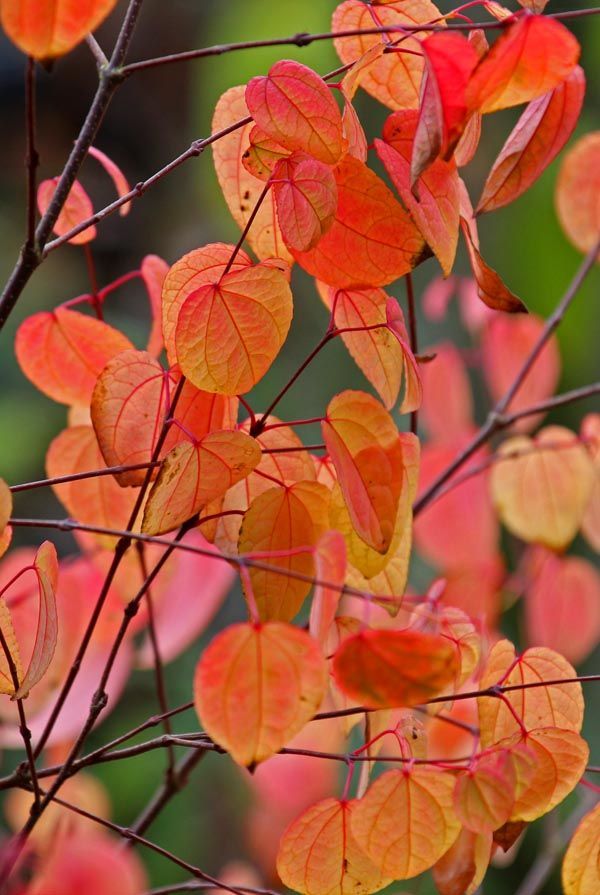 katsuraboom-meerstammig Volwassen Katsuraboom | Meerstammig